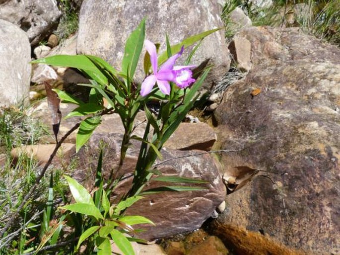 Sobralia stenophylla