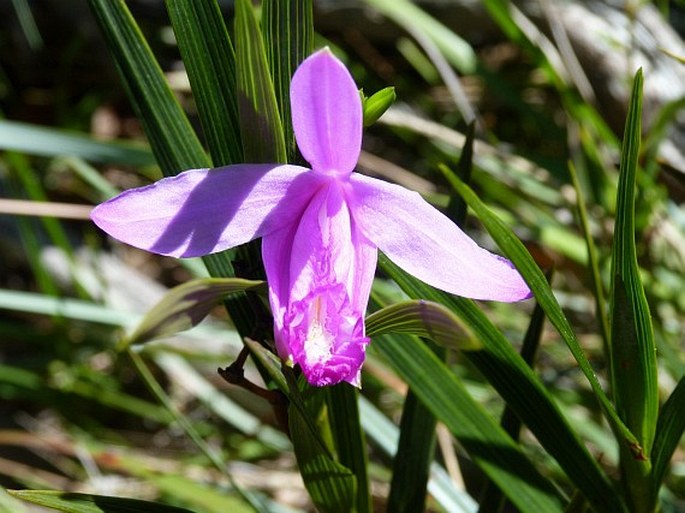 Sobralia stenophylla