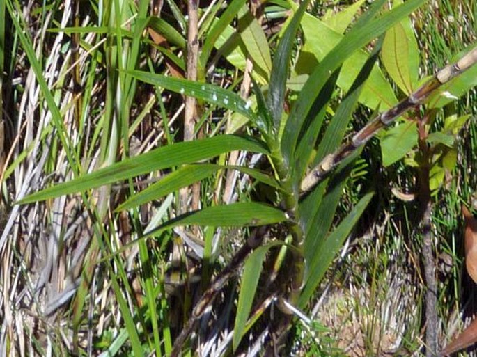 Sobralia stenophylla