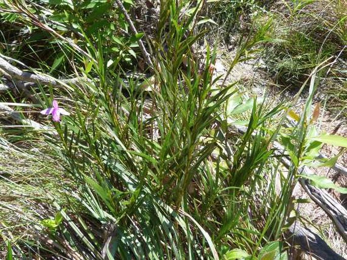 Sobralia stenophylla