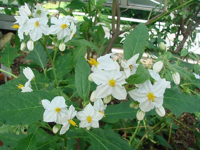 Solanum bonariense