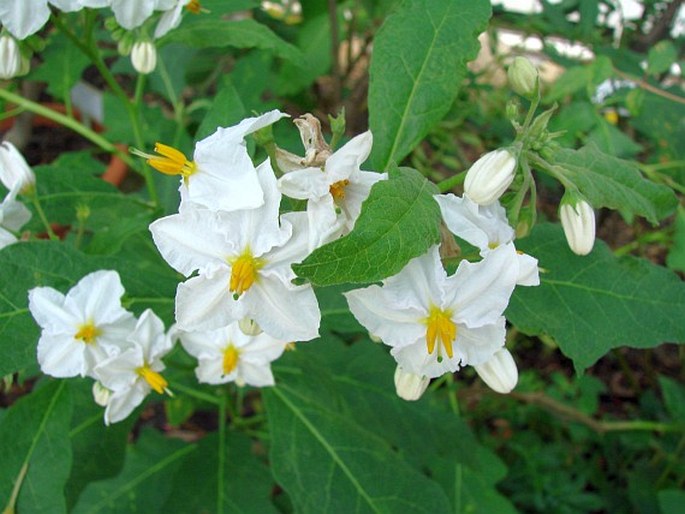 SOLANUM BONARIENSE L.