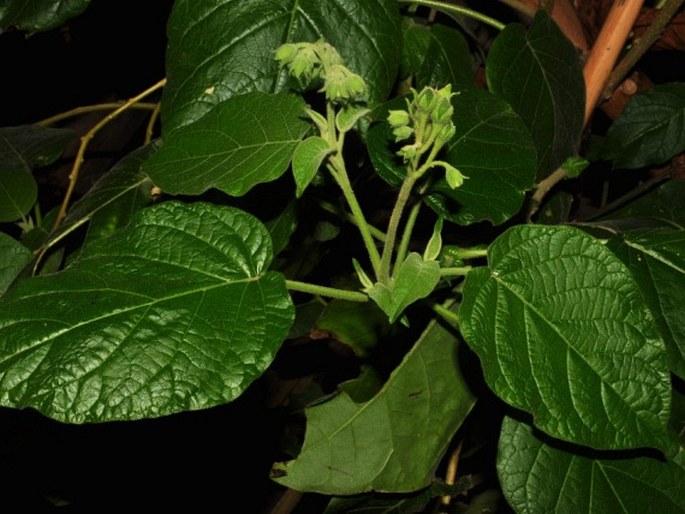 Solanum abutiloides