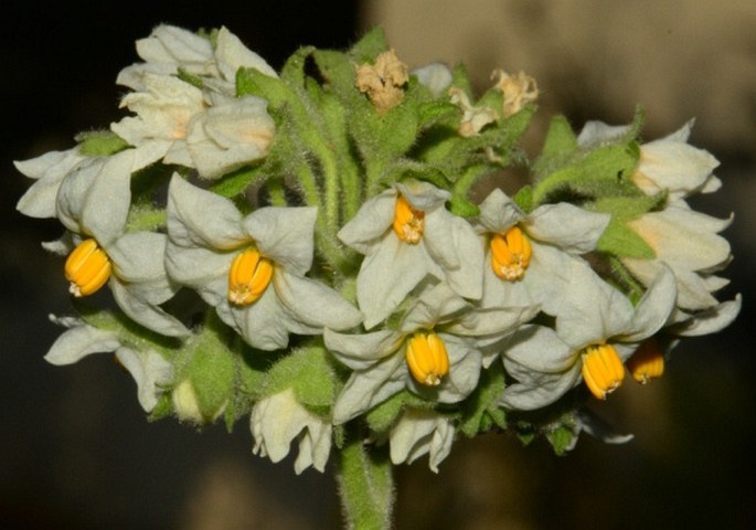 Solanum abutiloides