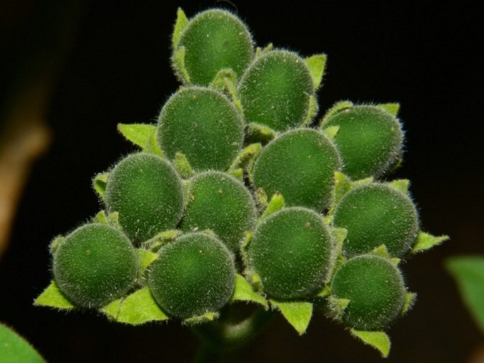 Solanum abutiloides