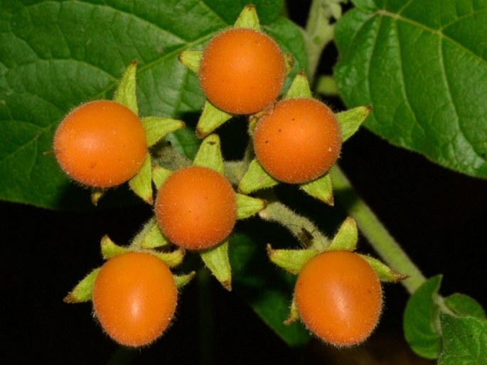 Solanum abutiloides