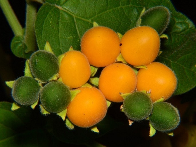 Solanum abutiloides