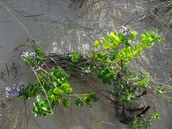 Solanum africanum