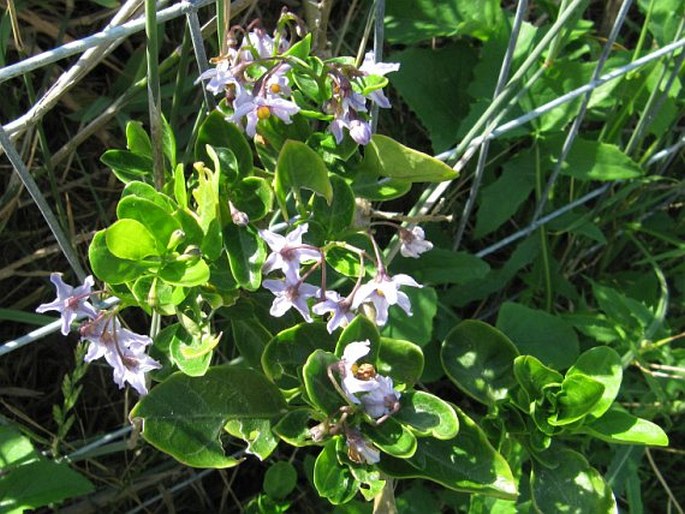 Solanum africanum