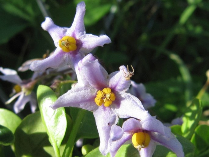 Solanum africanum