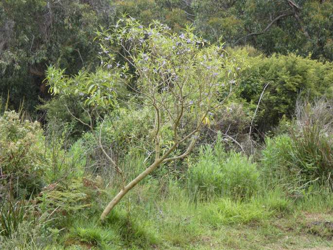 Solanum aviculare