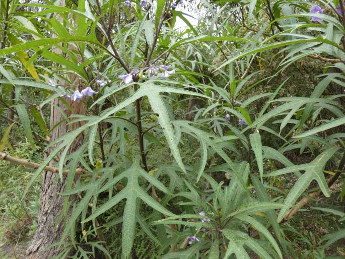 Solanum aviculare