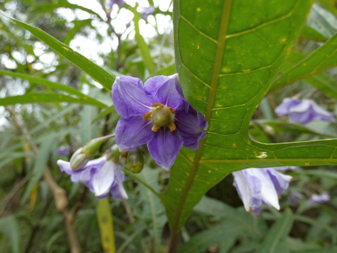 Solanum aviculare