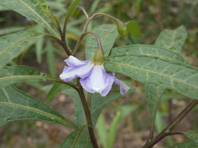 Solanum aviculare