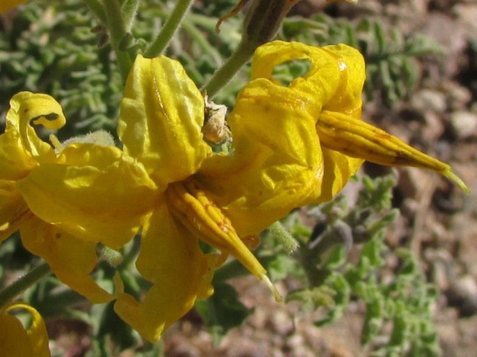 Solanum chilense