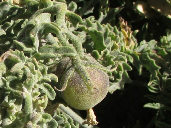 Solanum chilense