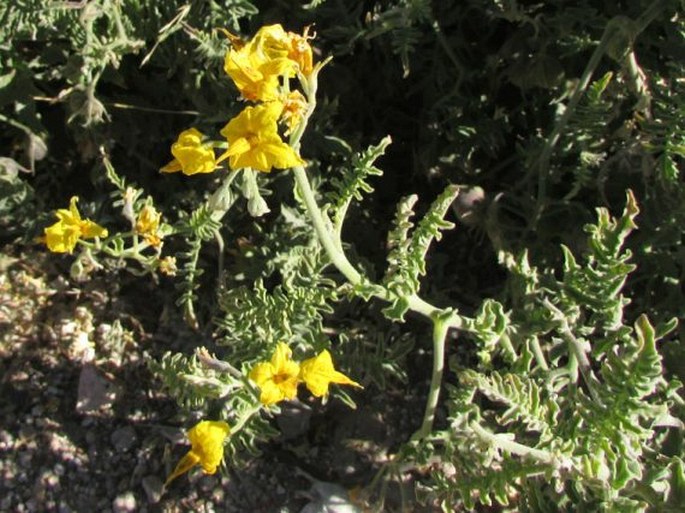 Solanum chilense