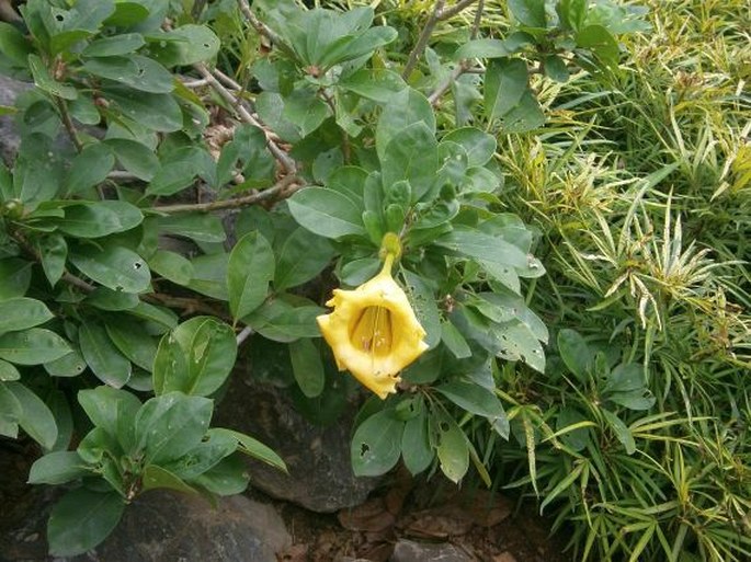 Solandra longiflora