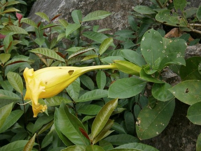 Solandra longiflora