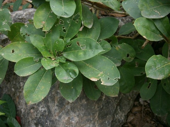 Solandra longiflora