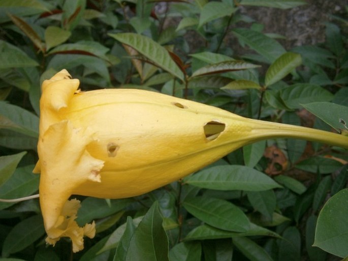 Solandra longiflora