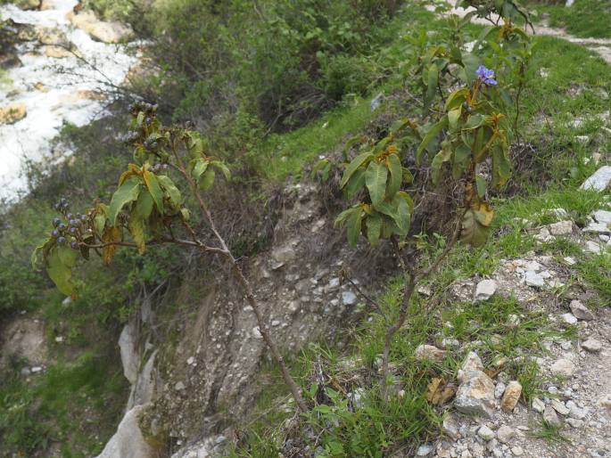 Solanum glutinosum