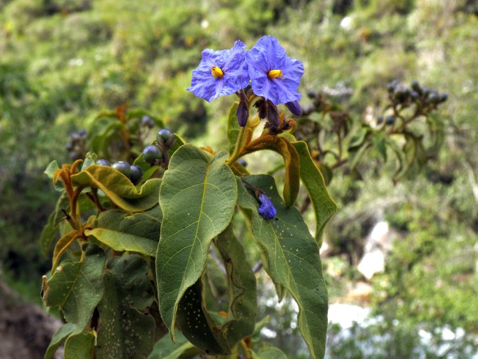 Solanum glutinosum