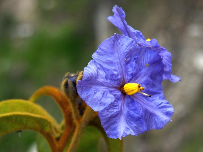 Solanum glutinosum