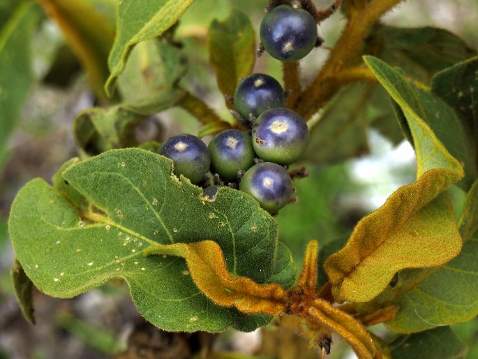 Solanum glutinosum