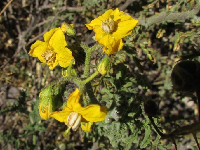 Solanum lycopersicoides