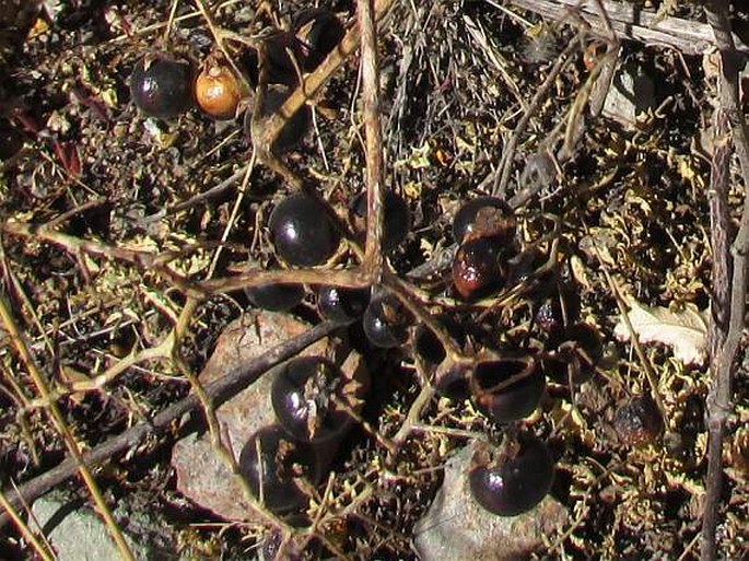Solanum lycopersicoides
