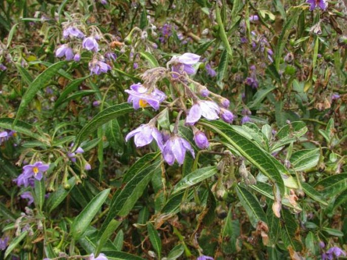 Solanum nitidum