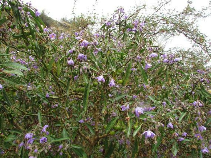 Solanum nitidum