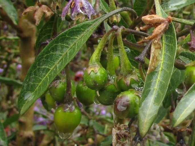 Solanum nitidum