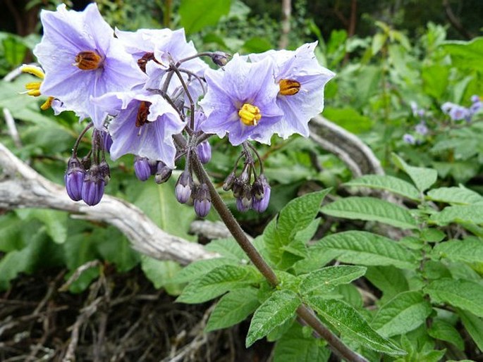 Solanum palustre