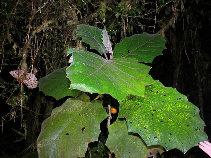 Solanum quitoense