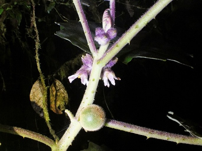 Solanum quitoense