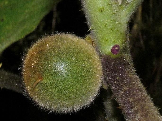 Solanum quitoense