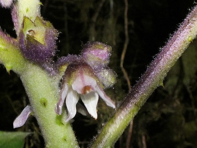 Solanum quitoense