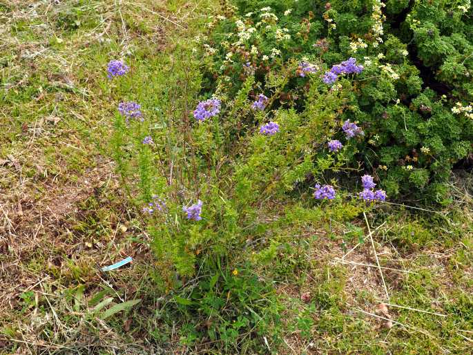 Solanum remyanum