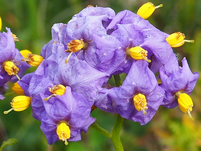 Solanum remyanum