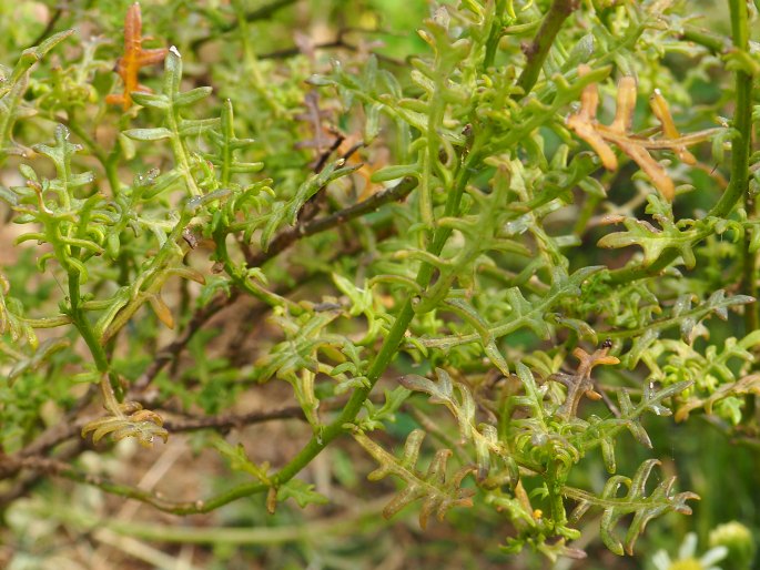 Solanum remyanum