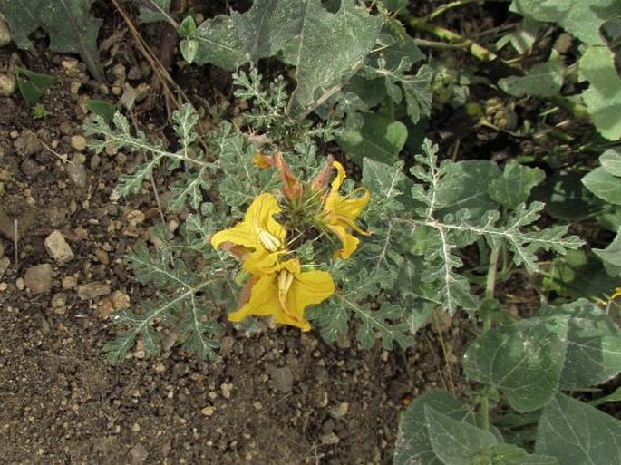 Solanum rostratum