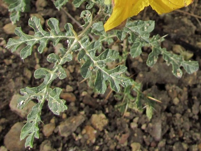 Solanum rostratum