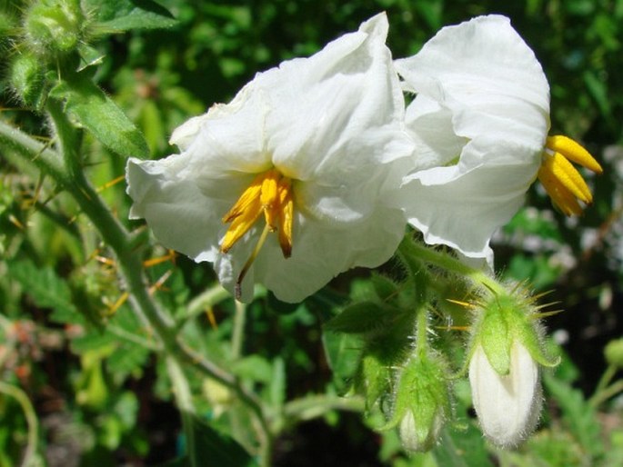 Solanum sisymbriifolium