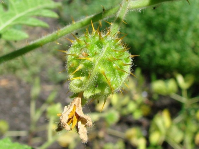 Solanum sisymbriifolium