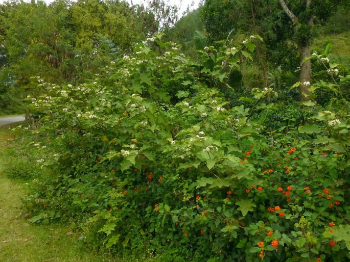 Solanum torvum