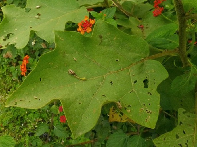 Solanum torvum