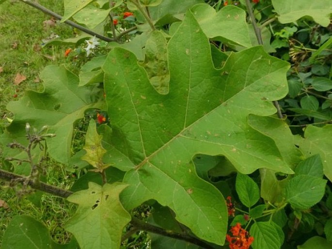 Solanum torvum