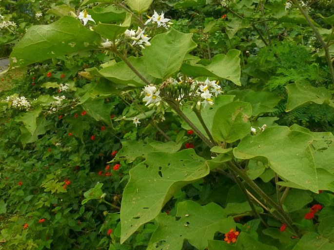 Solanum torvum